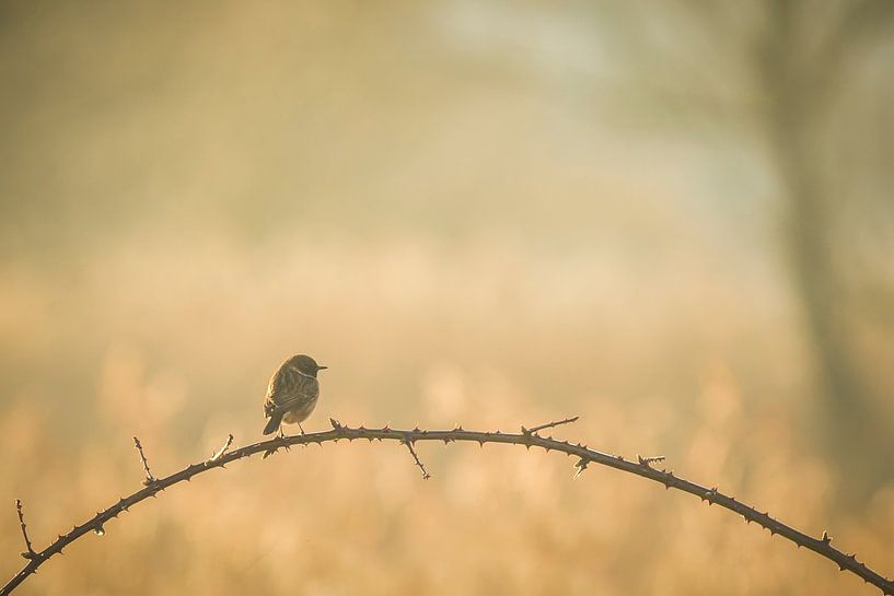 Uitzicht by Sander Meertins