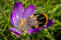 Repos naturel : un bourdon endormi dans une fleur de crocus
