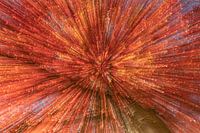 Explosion der Farben