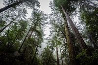 Muir Woods - Nebliger Wald