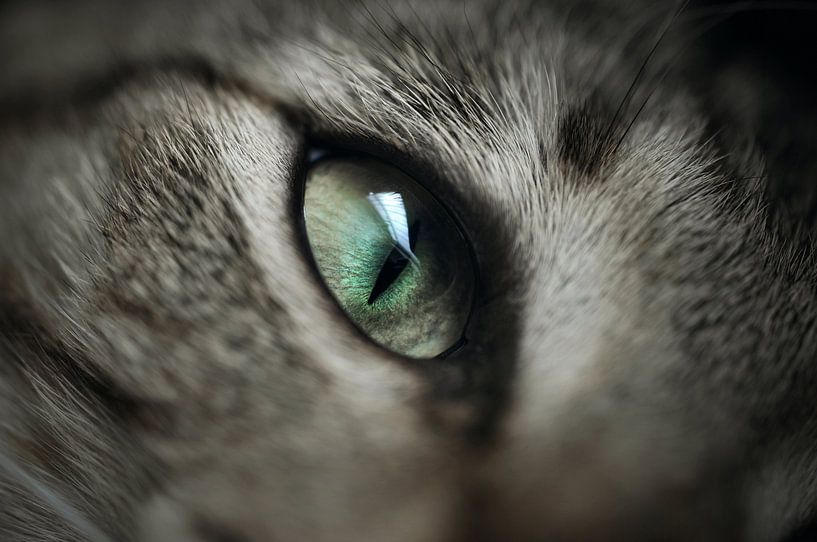 I C U by Angelique Brunas