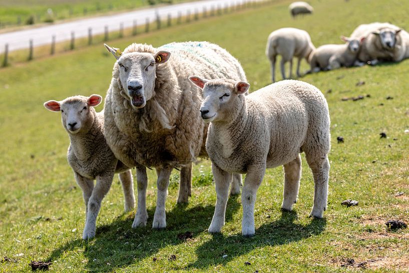 Zum Gähnen par Harald Schottner