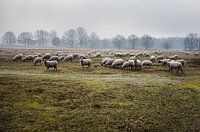 sheep in a nature reserve