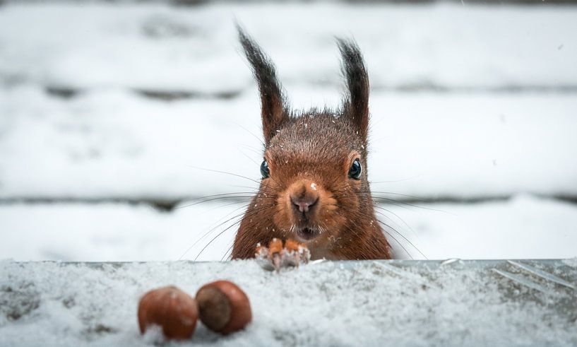 Squirrel in the snow by Fineblick