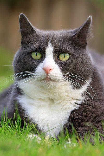 Lente portret van de poes by Dennis van de Water