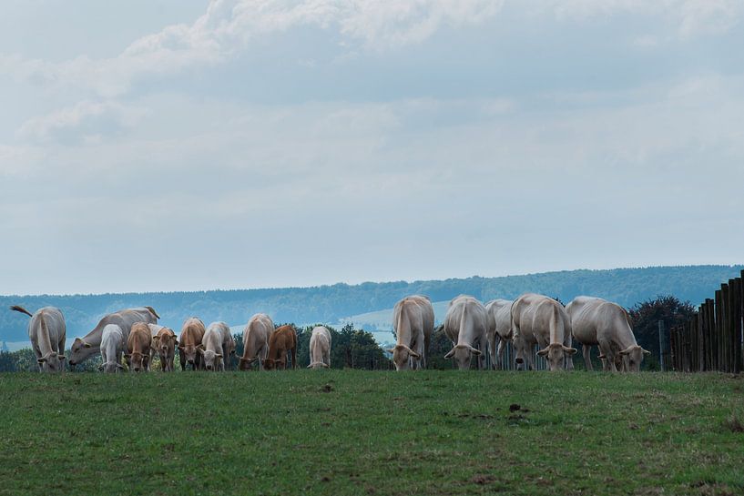 Grazende koeien in het Geuldal von Cilia Brandts