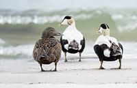 Eider ducks, who doesn't know them....