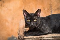 Eine schwarze Katze in Meknès, Marokko