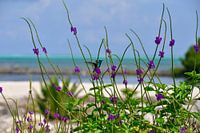 Hummingbird on Bonaire