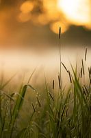 Der Morgen hat Gold im Mund