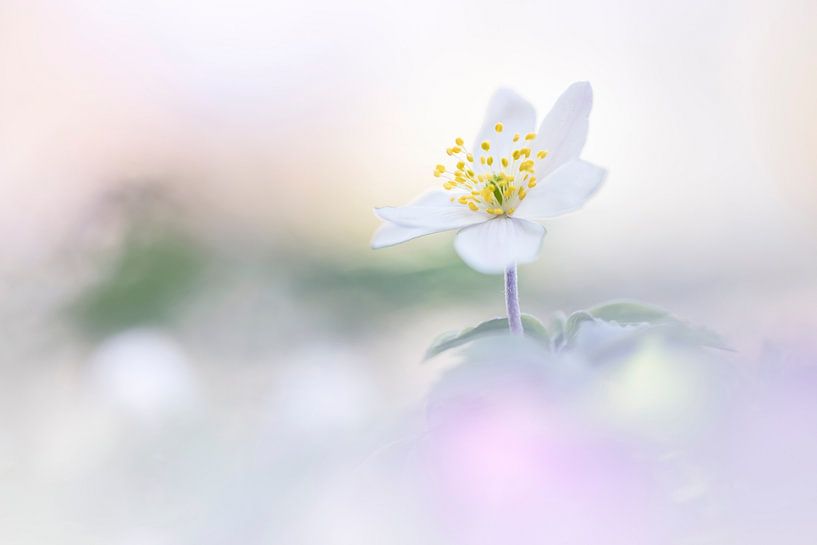 Le premier Woodanemone par Bob Daalder