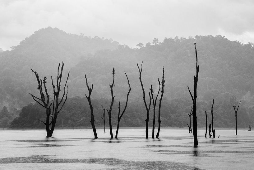 Dead trees in reservoir in Khao Sok, Thailand by Johan Zwarthoed