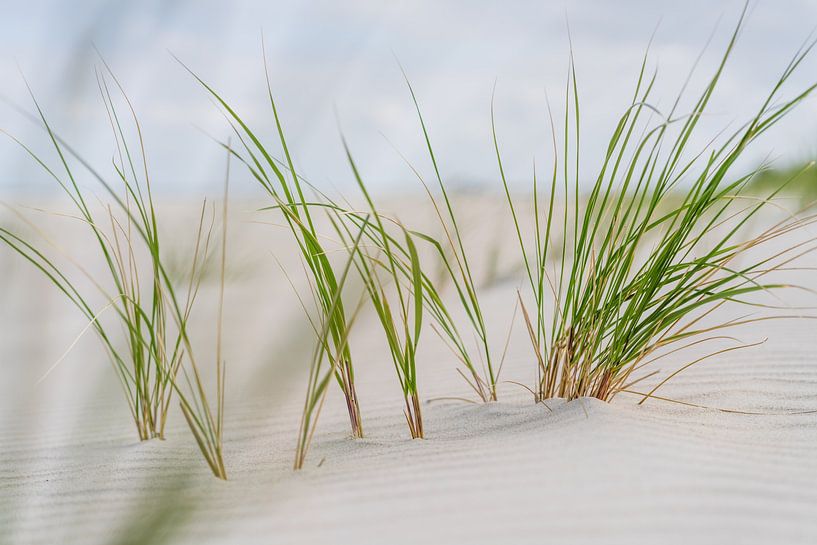 Herbes marines dans le sable blanc de Norderney par Catrin Grabowski