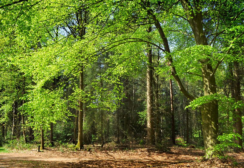 Buchenwald im Frühling von Corinne Welp