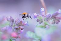 Die Blume und die Biene...