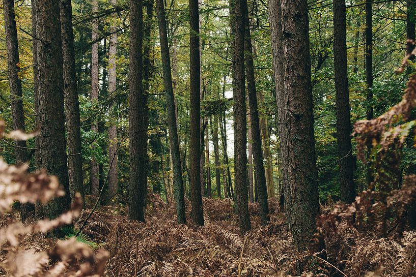 Kaapse Bossen von Lars Korzelius