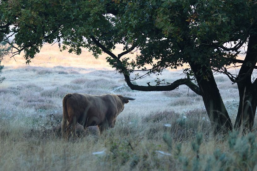 Highlander écossais solitaire sur les landes.2 par Daniëlle Eibrink Jansen