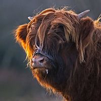 Scottish Highlander Calf after drinking mother's milk