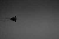 Meerkoet in het water