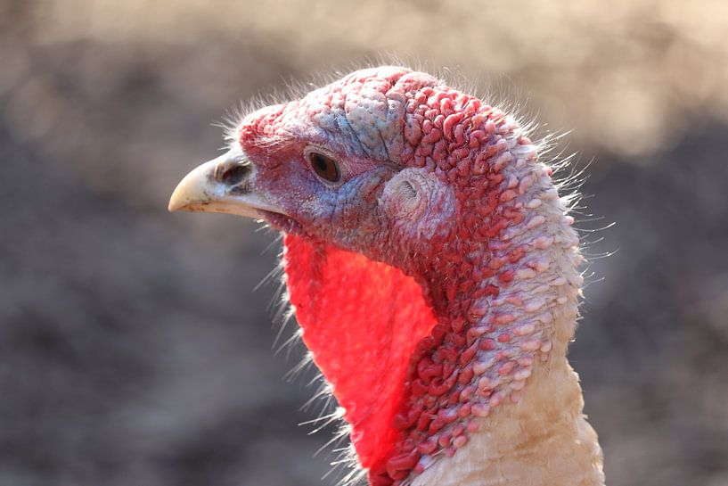Putenporträt: "Hässlicher" Vogel von Imladris Images