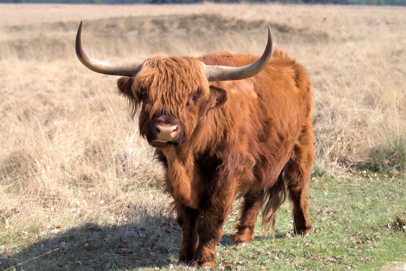 Schottischer Hochlandbewohner von Merijn Loch