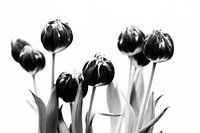 Tulpen schwarz und weiß