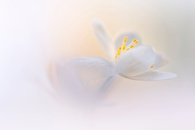 La beauté de près par Bob Daalder