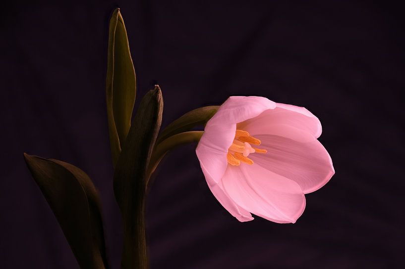 Tulpe von Bart Uijterlinde