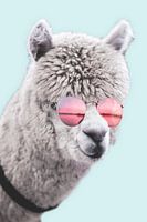 Alpaca Dude