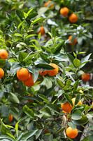 Orange tree close-up
