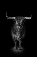 Scottish Highlander with black background in black and white