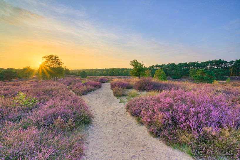 Soirée dans la lande fleurie par Michael Valjak