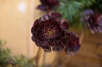 Een drama kop van zwartkop