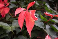 Die Farben des Herbstes in unterschiedlicher Pracht