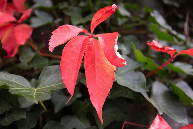 The colours of autumn in different splendours by Bianca Meyering Fotos - BMF