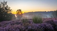 Sonnenaufgang auf der Mechelse Heide