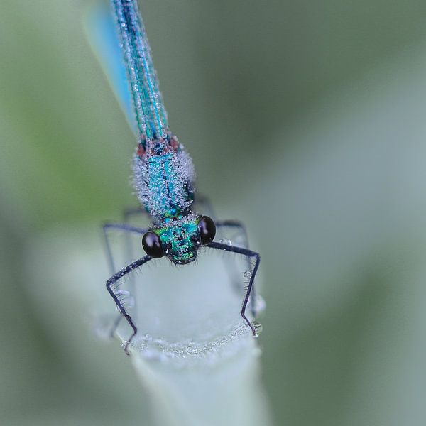 Meadow brook damsel in morning dew by Karin van Rooijen Fotografie