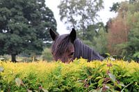 Pferd, das über die Hecke schaut
