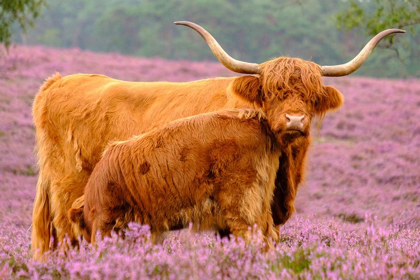 Schottisches Hochlandrind mit Kalb in einem blühenden Heidefeld von Sjoerd van der Wal Fotografie