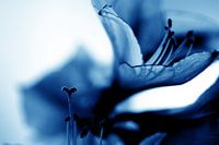 Amaryllis 12 - l'envie d'en savoir plus