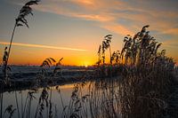 Sunrise at the water's edge among frozen reeds
