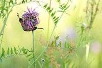 Parende Sint-jansvlinders