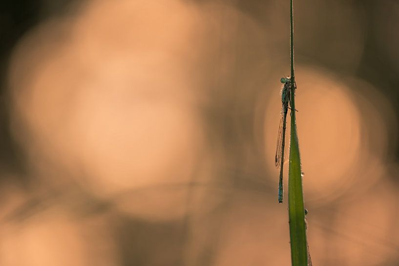 Kleines Mädchen im Morgenlicht von Moetwil en van Dijk - Fotografie