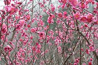 Winter Cherry Blossom in cold mountain landscape