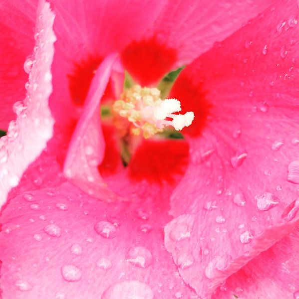 Passion par Michael van Eijk