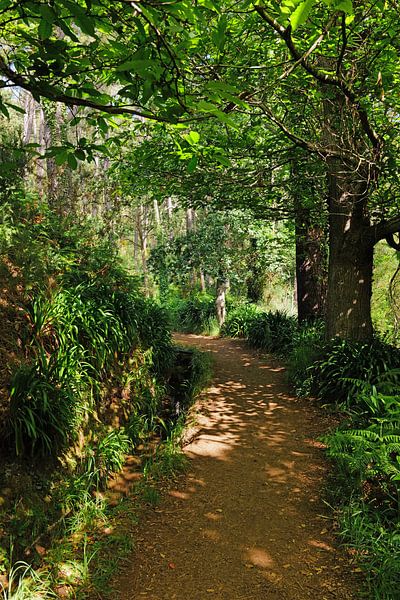 Sentier de randonnée à Madère par Ingo Laue