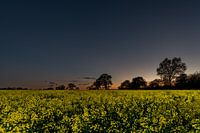 Blühender Raps in Schleswig-Holstein bei Einbruch der Dunkelheit