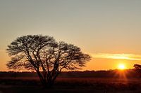 "Baum in Sunrise Serenity"