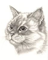 Katze in Drybrush-Technik