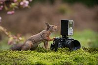 Un écureuil fait une photo
